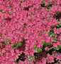  Japanische Azalee Kermesina 20-25cm - Rhododendron Obtusum - Zwerg Alpenrose