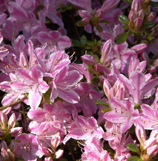  Japanische Azalee Kermesina Rose 25-30cm - Rhododendron Obtusum - Alpenrose