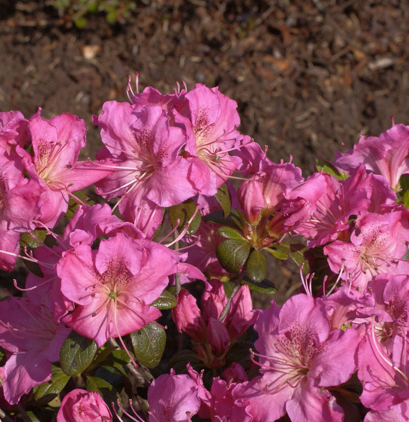  Japanische Azalee Kirstin 25-30cm - Rhododendron Obtusum - Alpenrose
