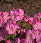  Japanische Azalee Kirstin 25-30cm - Rhododendron Obtusum - Alpenrose