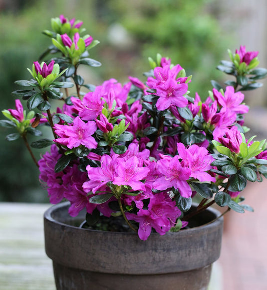  Japanische Azalee Lady Dark® 20-25cm - Rhododendron Obtusum - Zwerg Alpenrose