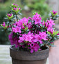  Japanische Azalee Lady Dark® 20-25cm - Rhododendron Obtusum - Zwerg Alpenrose
