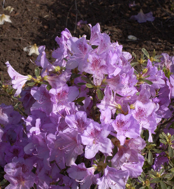  Japanische Azalee Ledikanense 30-40cm - Rhododendron Obtusum - Zwerg Alpenrose