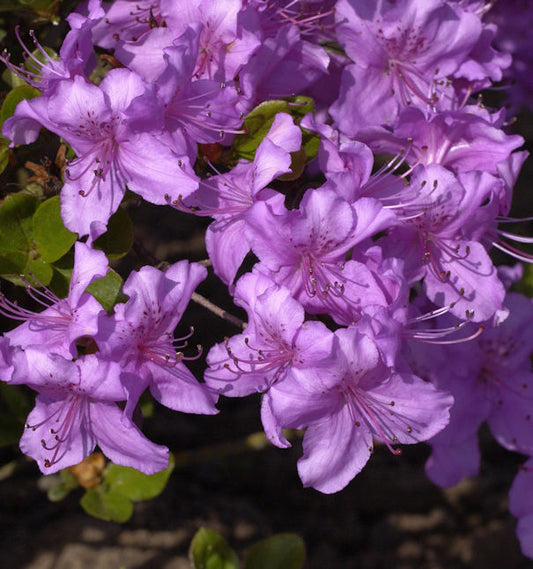  Japanische Azalee Lilac 20-25cm - Rhododendron Obtusum - Zwerg Alpenrose