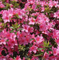  Japanische Azalee Madame Albert V. Hecke 40-50cm - Rhododendron Obtusum - Zwerg Alpenrose