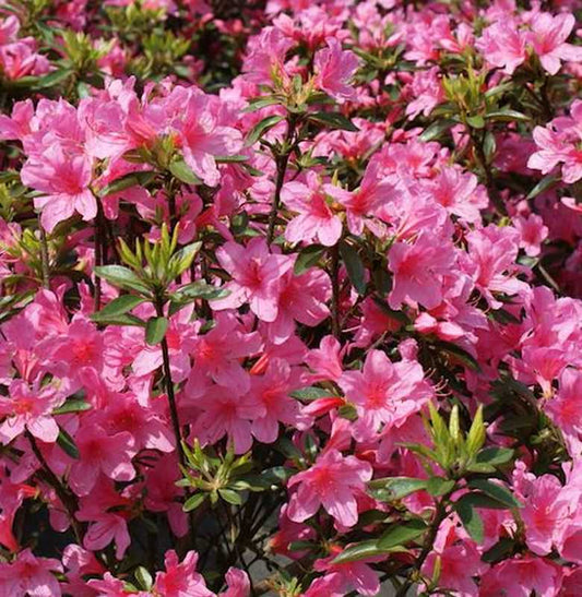  Japanische Azalee Madame Albert V. Hecke 15-20cm - Rhododendron Obtusum - Zwerg Alpenrose