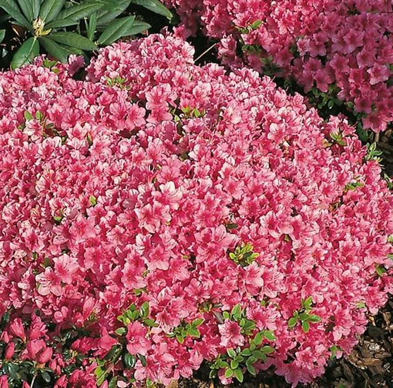  Japanische Azalee Michiko 15-20cm - Rhododendron Obtusum - Zwerg Alpenrose