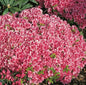  Japanische Azalee Michiko 15-20cm - Rhododendron Obtusum - Zwerg Alpenrose
