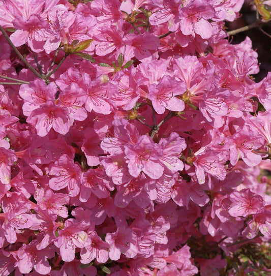  Japanische Azalee Mme Van Hecke Compact 40-50cm - Rhododendron Obtusum