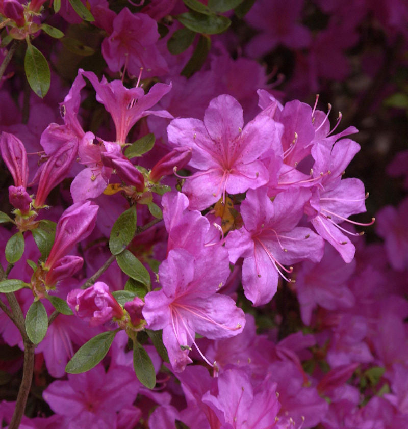  Japanische Azalee Multiflorum Lila 30-40cm - Rhododendron Obtusum