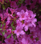  Japanische Azalee Multiflorum Lila 30-40cm - Rhododendron Obtusum