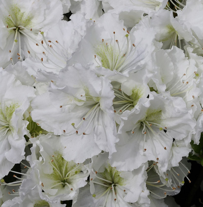  Japanische Azalee Patricia Barmold 20-25cm - Rhododendron Luteum - Zwerg Alpenrose
