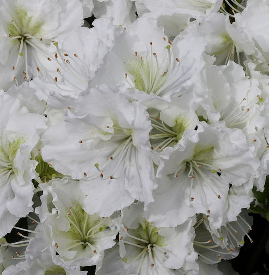  Japanische Azalee Patricia Barmold 20-25cm - Rhododendron Luteum - Zwerg Alpenrose