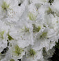  Japanische Azalee Patricia Barmold 20-25cm - Rhododendron Luteum - Zwerg Alpenrose