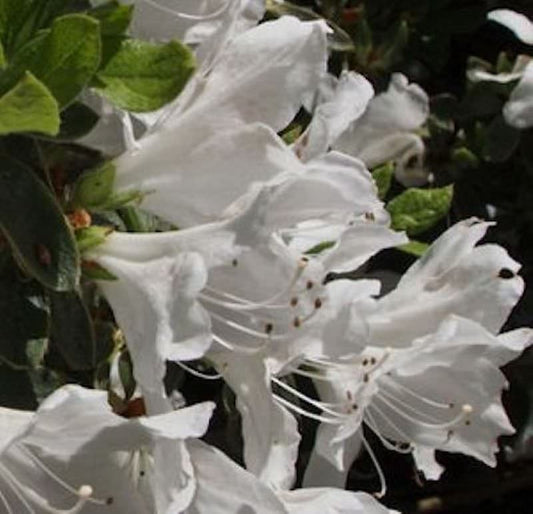  Hochstamm Japanische Azalee Pleasant White 40-60cm - Rhododendron Obtusum - Zwerg Alpenrose
