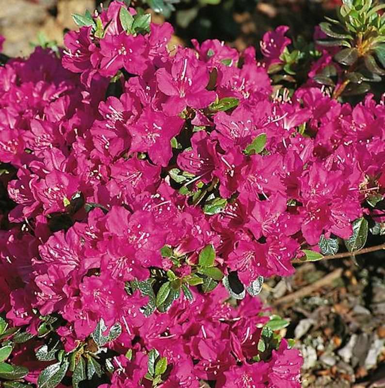  Japanische Azalee Purpurtraum 25-30cm - Rhododendron Obtusum - Zwerg Alpenrose