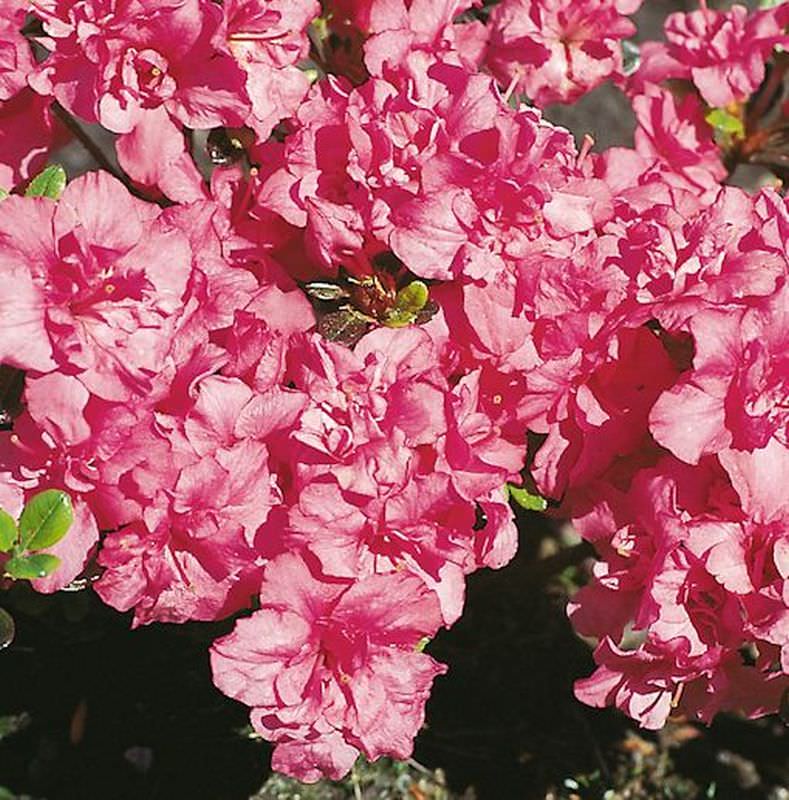 Japanische Azalee Rokoko 15-20cm - Rhododendron Obtusum - Alpenrose