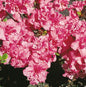  Japanische Azalee Rokoko 15-20cm - Rhododendron Obtusum - Alpenrose