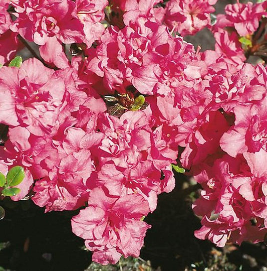  Japanische Azalee Rokoko 40-50cm - Rhododendron Obtusum - Alpenrose