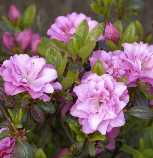 Japanische Azalee Rosinetta® 20-25cm - Rhododendron Obtusum