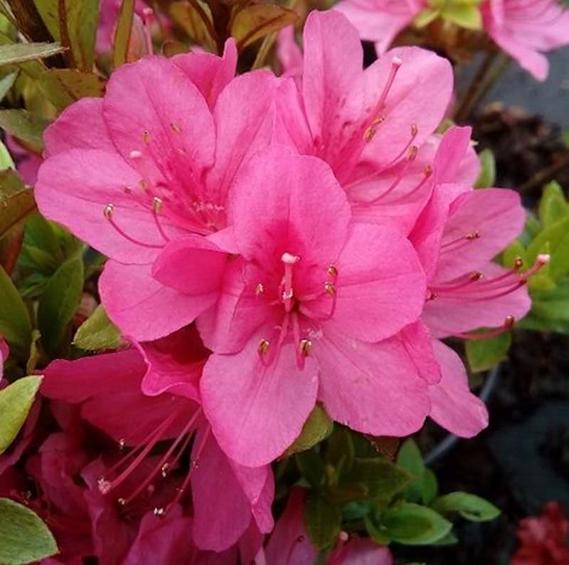  Japanische Azalee Rubinetta 30-40cm - Rhododendron Obtusum - Zwerg Alpenrose