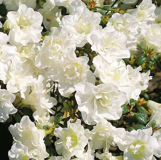  Japanische Azalee Schneeperle® 15-20cm - Rhododendron Obtusum - Zwerg Alpenrose