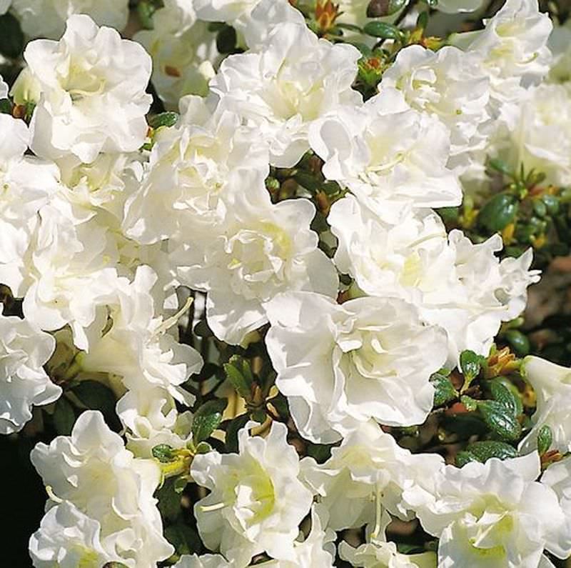  Japanische Azalee Schneeperle® 25-30cm - Rhododendron Obtusum - Zwerg Alpenrose