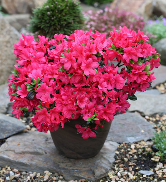  Japanische Azalee Signalglühen 40-50cm - Rhododendron Obtusum - Zwerg Alpenrose