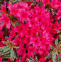  Japanische Azalee Silver Sword 25-30cm - Rhododendron Obtusum - Zwerg Alpenrose