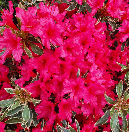  Japanische Azalee Silver Sword 30-40cm - Rhododendron Obtusum - Zwerg Alpenrose