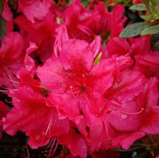  Japanische Azalee Stopplicht 30-40cm - Rhododendron Obtusum - Zwerg Alpenrose