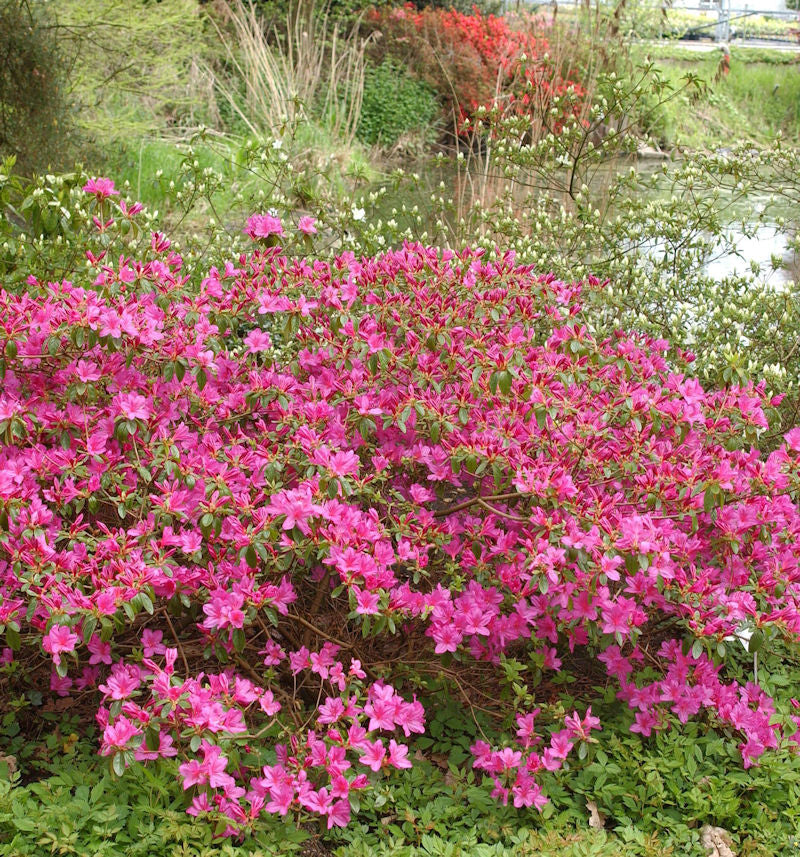  Japanische Azalee Walters Pinwheel 15-20cm - Rhododendron Obtusum - Zwerg Alpenrose