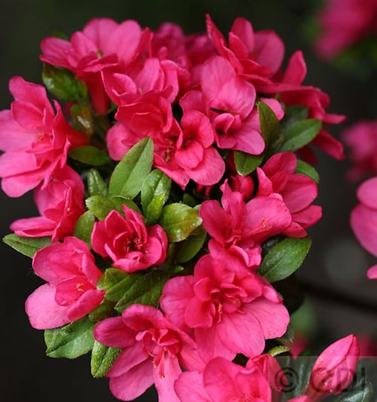  Japanische Azalee Änne 25-30cm - Rhododendron Obtusum