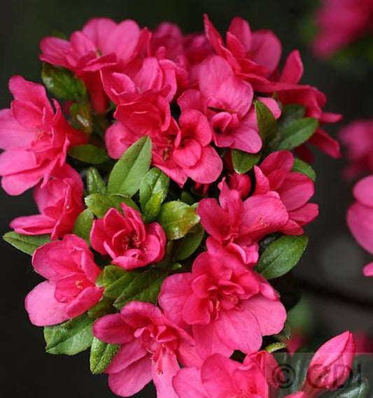  Japanische Azalee Änne 25-30cm - Rhododendron Obtusum