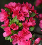  Japanische Azalee Änne 25-30cm - Rhododendron Obtusum