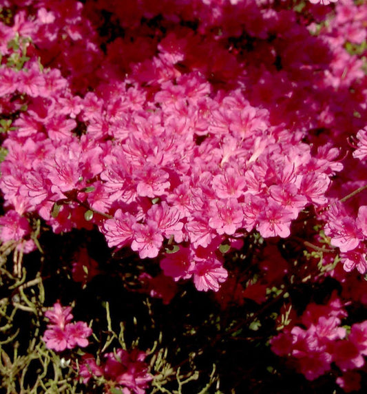  Japanische Azalee Amoena 25-30cm - Rhododendron Obtusum - Zwerg Alpenrose