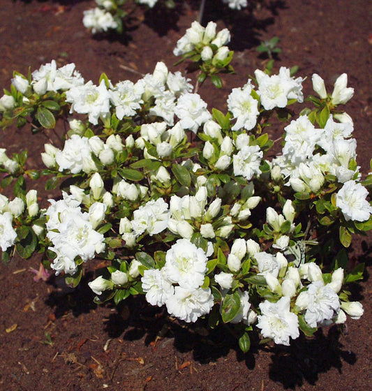  Japanische Azalee Eisprinzessin® 40-50cm - Rhododendron Obtusum - Zwerg Alpenrose