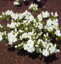  Japanische Azalee Eisprinzessin® 25-30cm - Rhododendron Obtusum - Zwerg Alpenrose