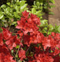  Japanische Azalee Fridoline 20-25cm - Rhododendron Obtusum - Zwerg Alpenrose