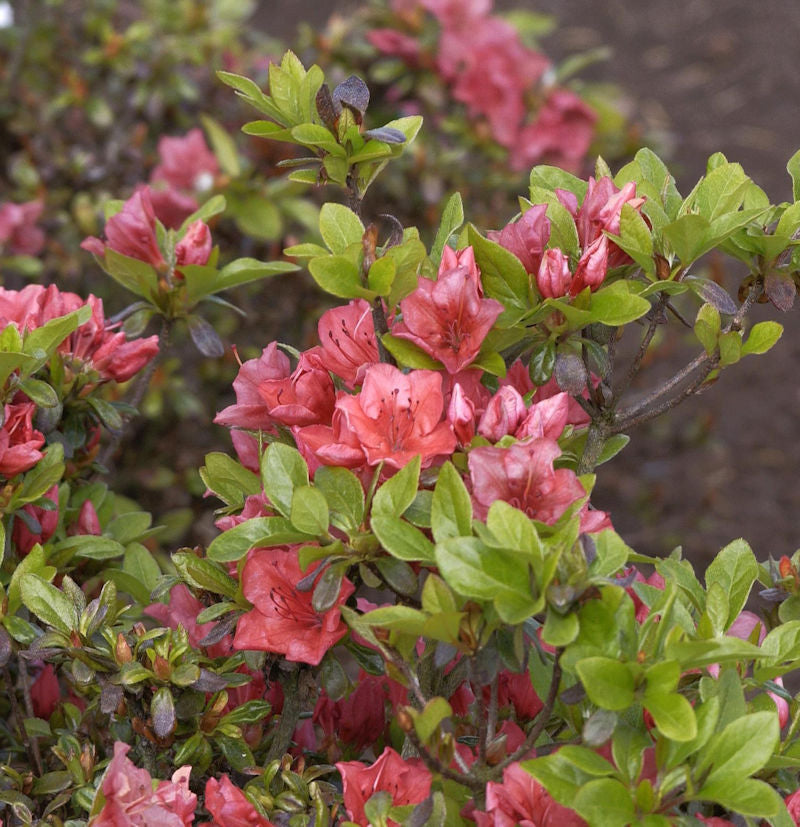  Japanische Azalee Hatsugin 30-40cm - Rhododendron Obtusum - Zwerg Alpenrose