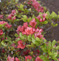  Japanische Azalee Hatsugin 30-40cm - Rhododendron Obtusum - Zwerg Alpenrose