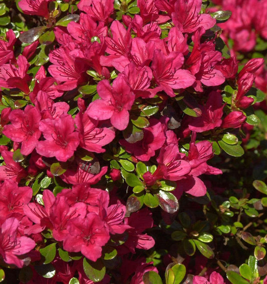  Japanische Azalee Hino Crimson 25-30cm - Rhododendron Obtusum - Zwerg Alpenrose