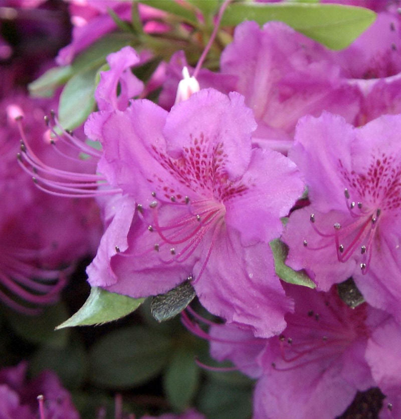  Japanische Azalee Königstein 30-40cm - Rhododendron Obtusum - Alpenrose