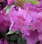  Japanische Azalee Königstein 20-25cm - Rhododendron Obtusum - Alpenrose