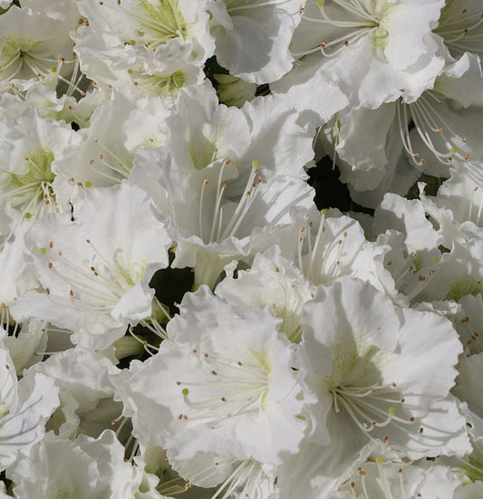  Japanische Azalee Maischnee® 30-40cm - Rhododendron Obtusum - Zwerg Alpenrose