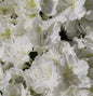  Japanische Azalee Maischnee® 30-40cm - Rhododendron Obtusum - Zwerg Alpenrose