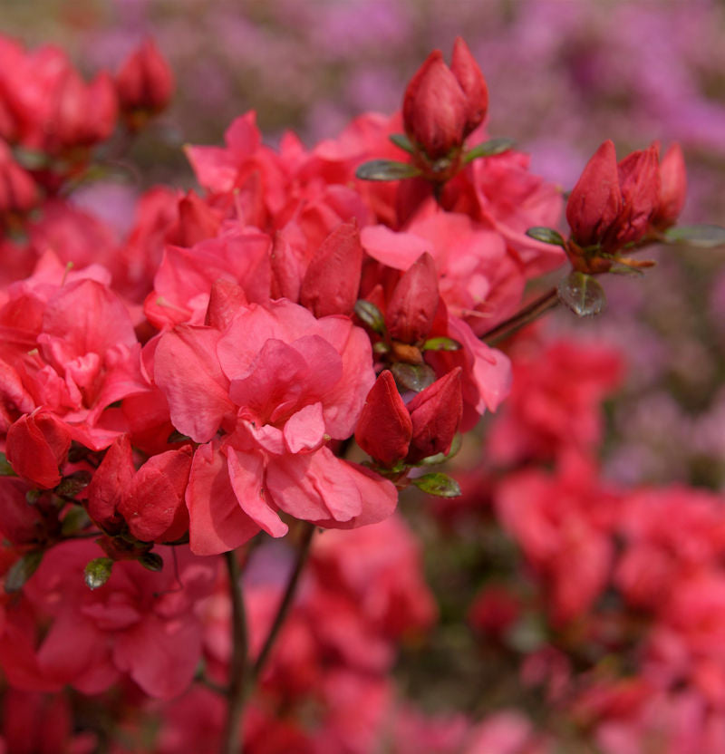  Japanische Azalee Maraschino 20-25cm - Rhododendron Obtusum