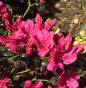  Japanische Azalee Maruschka® 15-20cm - Rhododendron Obtusum - Zwerg Alpenrose