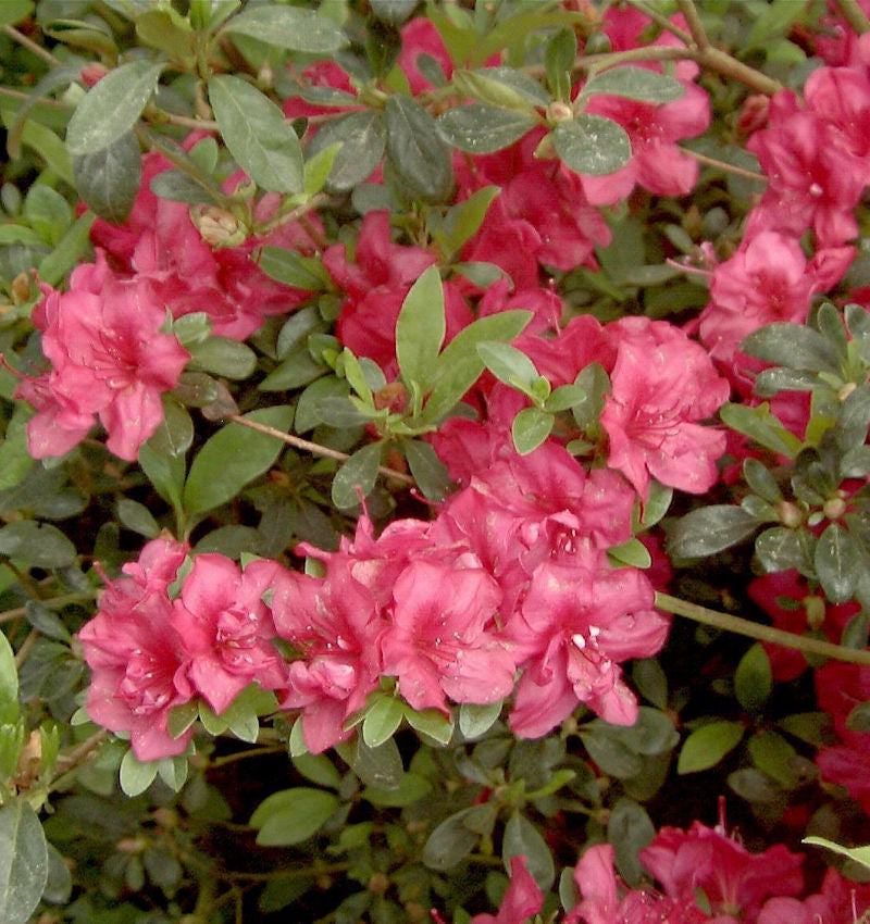  Japanische Azalee Muttertag 40-50cm - Rhododendron Obtusum - Zwerg Alpenrose