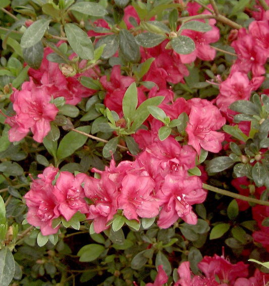 Japanische Azalee Muttertag 40-50cm - Rhododendron Obtusum - Zwerg Alpenrose